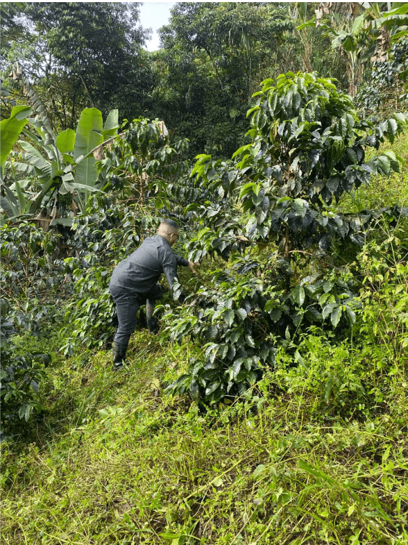 Cultivadores de café La Elda