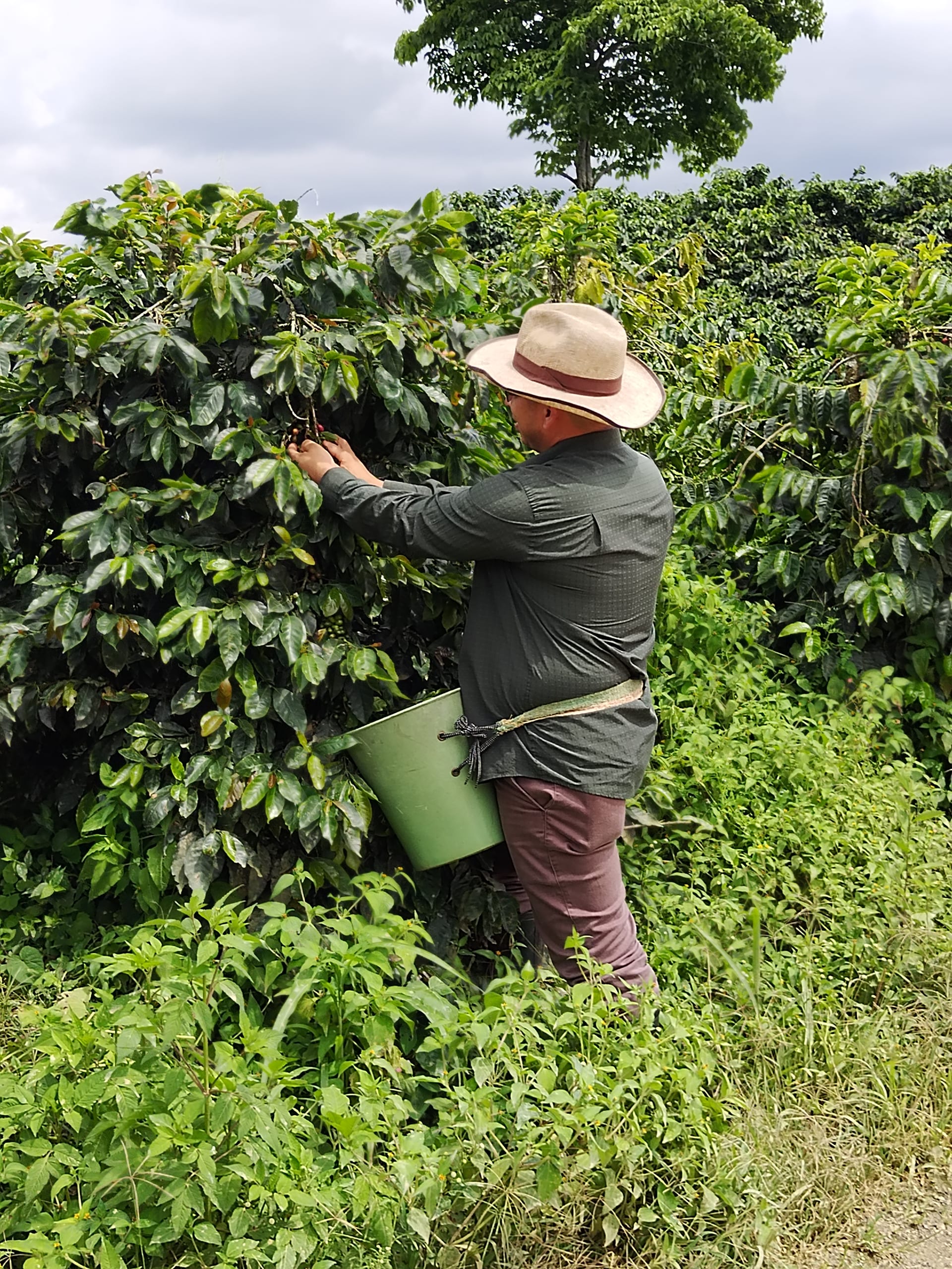 Finca cafetera La Elda