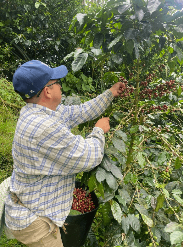 Tradición cafetera colombiana